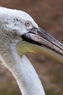 photo of pelican head