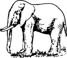 Elephant Animal Mammal Sketch drawing