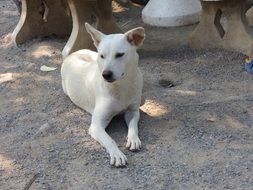 photo of resting peaceful dog on a ground