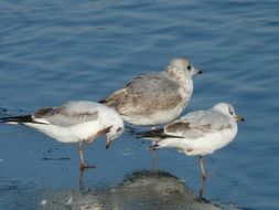 seagulls near the water in winter
