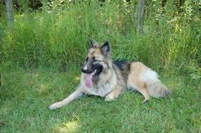 resting german shepherd in the shadow