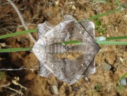 two brown butterflies in wildlife