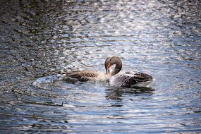 geese swimming in the lake