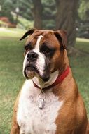 home boxer on the lawn