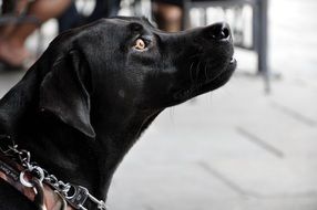 black labrador in the yard