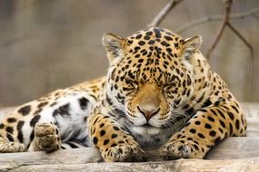 the panther lies on the stone