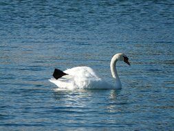 white swan with black feather on water