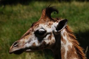 profile portrait of a giraffe