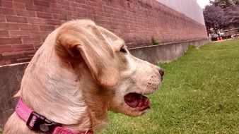 delightfully gentle Labrador