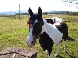 spotted horse