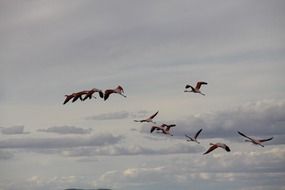 a flock of flamingos in the sky