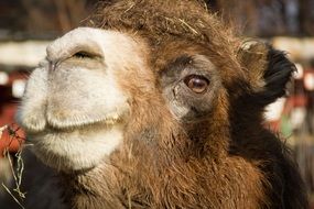 close-up of a camel's head in a zoo