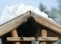 blackbird in a manger