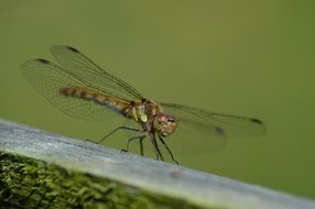 closeup picture of Dragonfly in the garden