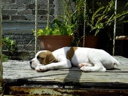 the dog sleeps in the sun