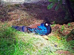 male Palawan Peacock-Pheasant lays on ground