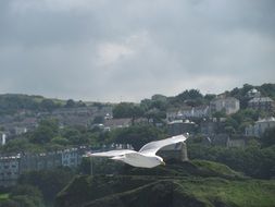 White Seagull in flight over the city