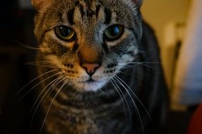 gray tiger kitten with green eyes