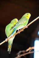 Budgies, two green parakeets on branch together