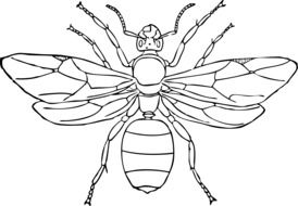 black and white sketch of a queen wasp