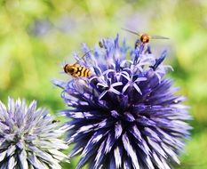 two bees on blue spherical flowers close-up