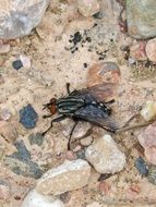 Botfly on a stone