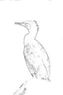 Cormorant perched branch, digital art