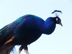 blue peacock with crown