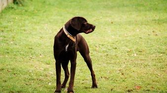 black dog on a green meadow