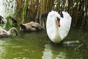 swans in the wild