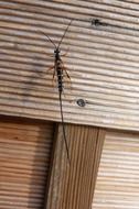 wasp on a wooden board