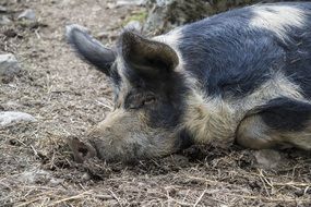 dirty Pig is resting on a farm