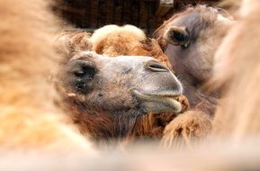 Camel in Morocco