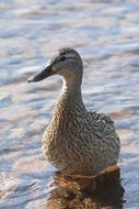 duck with gray plumage on the lake