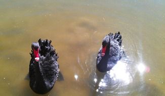 pair of black swans