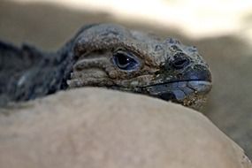 iguana head on stones