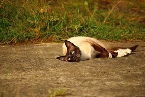 siamese cat basking in the sun