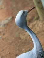 blue crane head closeup