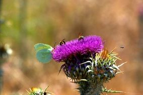 bees and butterflies on a bright purple flower