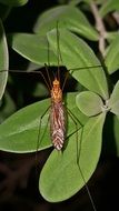 crane fly on the green leaf