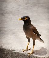 Beautiful myna bird