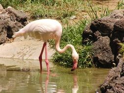 pink Flamingo drinks water