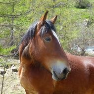 Brown domestic horse