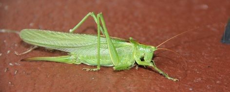green grasshopper on a brown surface