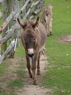 donkeys in the cage at the zoo