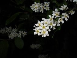 Cherry blossoms on a tree branch