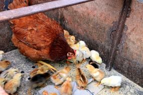 feeding chicken and chickens