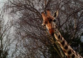 picture of the Giraffe in Safari