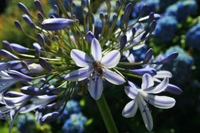 Agapanthus Flower