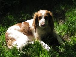 astounding Breton Spaniel